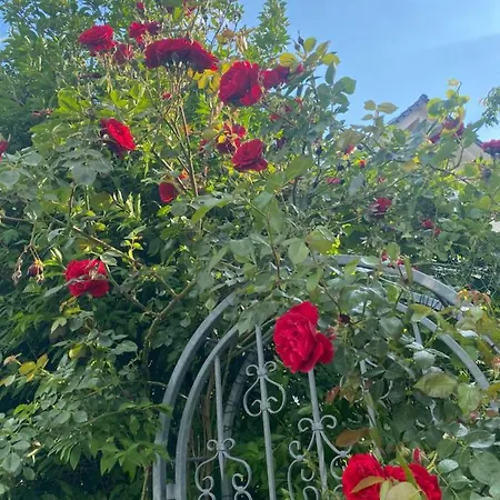 Apartment Rose *