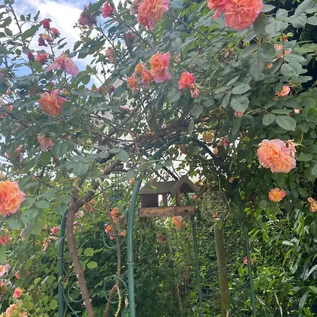Rose Apartment *